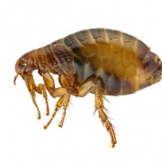 human flea