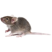 main mice