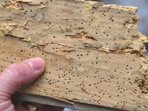 Woodworm Damage