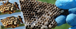 Underground Wasp Nest Removal